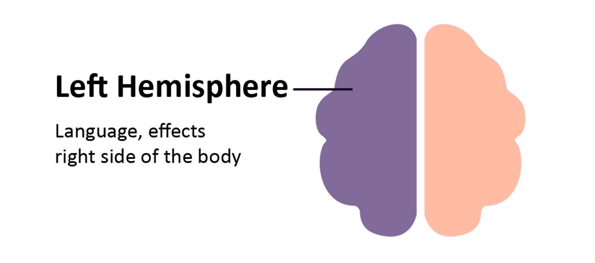 Illustration of a brain highlighting the left hemisphere, showing text that says: Left Hemisphere—Language, affects right side of the body.