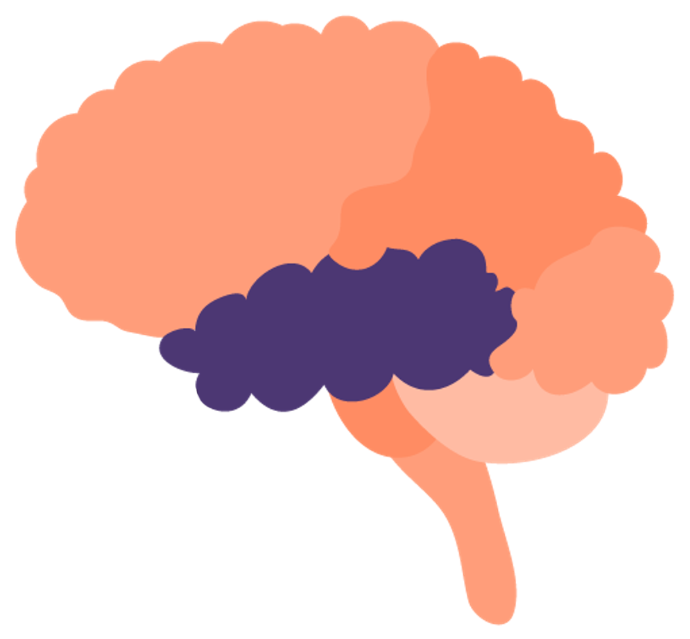 Illustration of a brain highlighting the temporal lobe