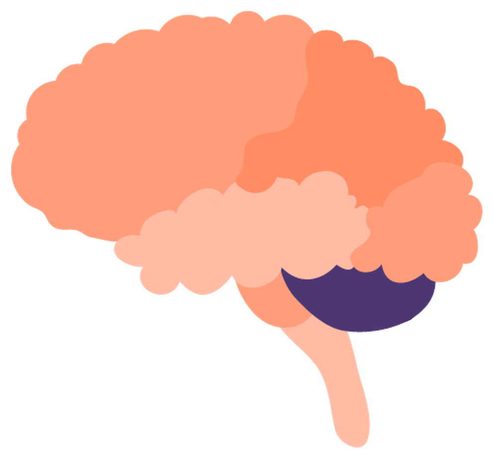 Illustration of a brain highlighting the cerebellum