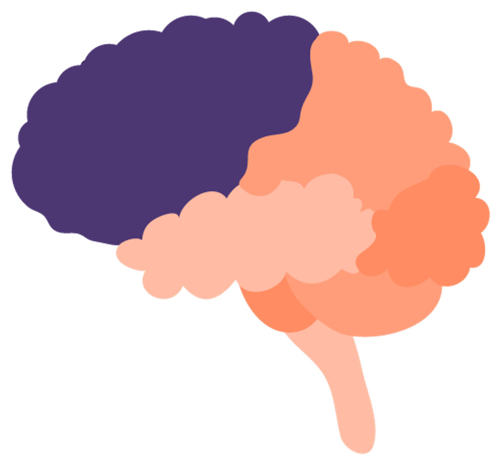 Illustration of a brain highlighting the frontal lobe