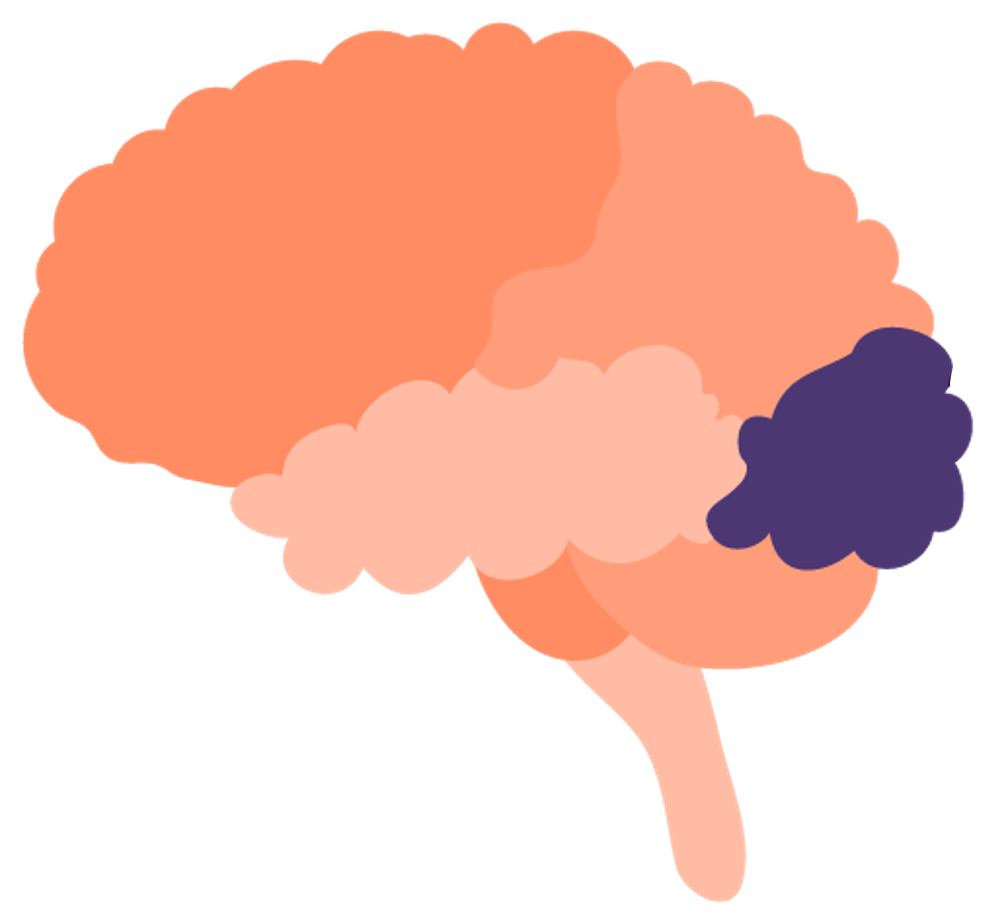 Illustration of a brain highlighting the occipital lobe