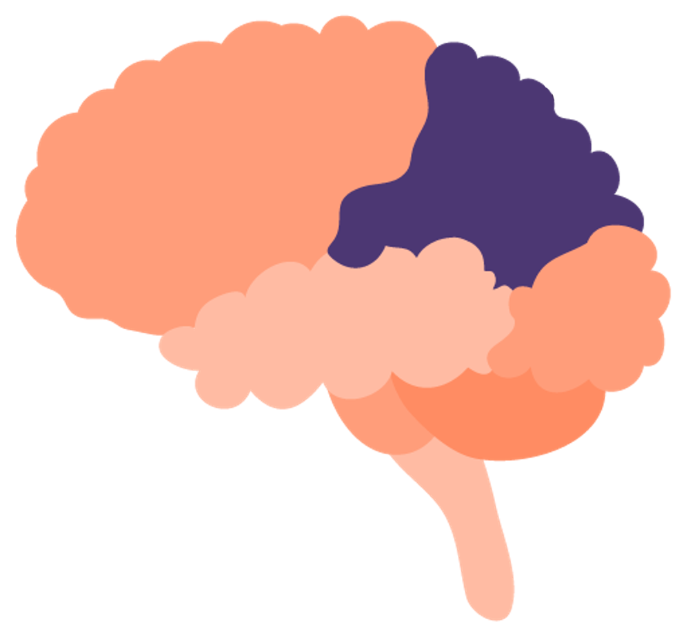 Illustration of a brain highlighting the parietal lobe