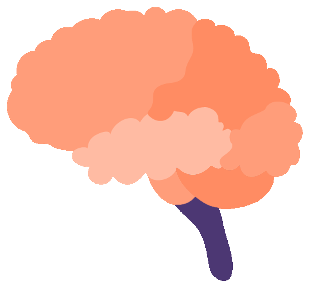 Illustration of a brain highlighting the brain btem